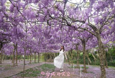 全台最大【紫藤花園】已經滿開，淡水紫藤花紫藤花園 二號水源園區，超過千株紫藤瀑布超夢幻，一年只開10多天。