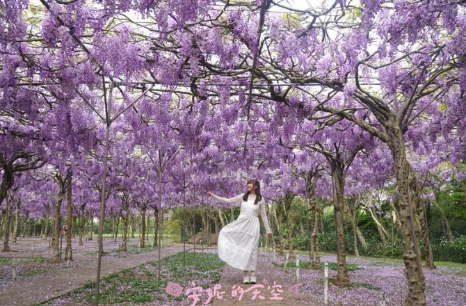 全台最大【紫藤花園】已經滿開，淡水紫藤花紫藤花園 二號水源園區，超過千株紫藤瀑布超夢幻，一年只開10多天。