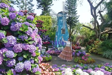 【2026花露農場】 2萬朵繡球花美翻園區， 花朵冰淇淋、巨大荷蘭風車、全台唯一繡球花小火車，宛如走進童話繪本世界。