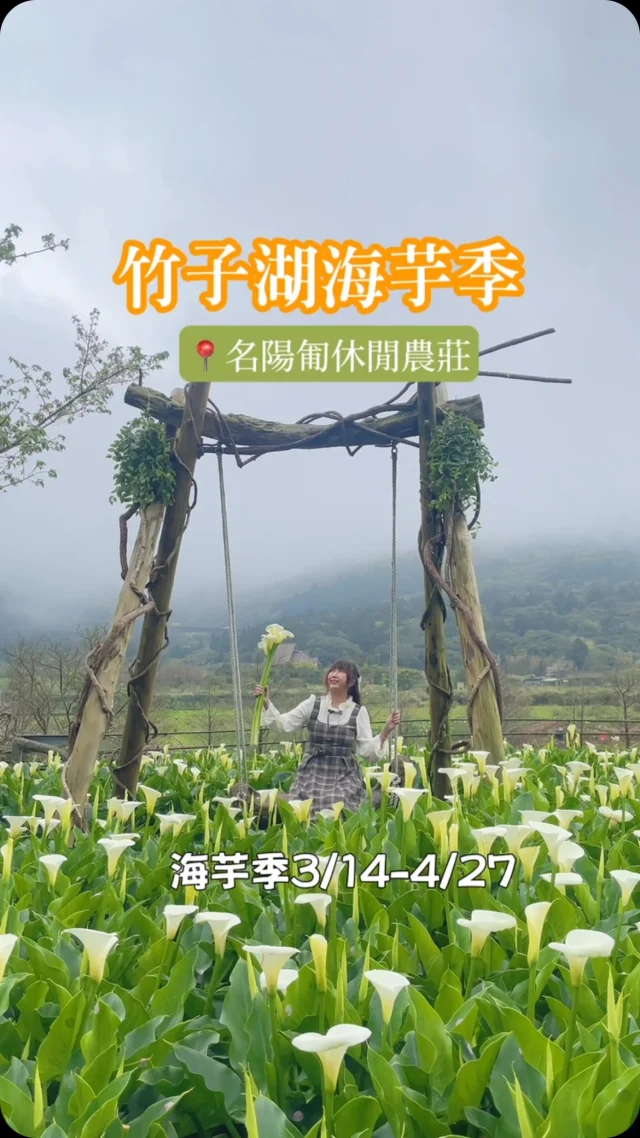 悄悄的又到了海芋的季節。
竹子湖位於陽明山國家公園海拔約650-670公尺的高處，北擁著小觀音山、東依偎著七星山、西緊臨大屯山，環山的景致，蓊鬱的壯闊山景，不時的雲霧灑落，山雲擁抱的竹子湖，像是上帝賜予的一片山林綠洲，靜靜的，徜徉在陽明山上，花季，浪漫了這一片境地，也美麗了山景。

每年三月來竹子湖朝聖海芋是我的人生大事，將一把海芋輕攏在懷裡，置身在這樣夢幻的山谷裡，光是眺望著山景欣賞滿山的海芋，有說不出的愜意感。

今年造訪「名陽匍休閒農莊」，今年造景是放大版樹蛙「樹蛙夢屋」，原來海芋田裡藏有許多樹蛙，園區為了讓更多人了解樹蛙，而有這樣可愛的造景，木屋每一側都可以拍照，浪漫破表。

📍名陽匍休閒農莊 @minyangpu 
門票：200元，可折抵150元

🚌竹子湖交通方式

劍潭站:109、111、紅 5、260（含區間及花鐘線）或 111-陽明山公車總站或第二停車場轉乘 131 或小 8、小 9、128、129
台北火車站:260（含區間及花鐘線）陽明山總站轉乘 131
陽明山第二停車場:搭乘128、129、小8、小9、131。
台北榮民總醫院:搭小8、128公車直達。
北投站 129、小 9 前往竹子湖「風架口」
石牌站 128、小 8 前往竹子湖「風架口」

#海芋 
#名陽匍 
#竹子湖海芋 
#竹子湖
#2025海芋季