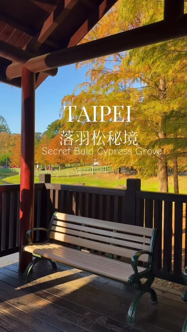 台北最美湖畔落羽松，冬日限定的金色浪漫，搭公車就能輕鬆抵達。

📍原住民文化主題公園
地址：台北市士林區至善路二段 221 號
交通:搭乘捷運淡水信義線到士林站，從 1號出口出站 → 步行到捷運站外公車站牌。轉乘以下公車到故宮博物院站：紅30（R30）、255、 304 、815 、 小19 。
下車後沿至善路向公園方向步行約 3–5 分鐘即抵達。

#士林落羽松
#士林
#台北落羽松