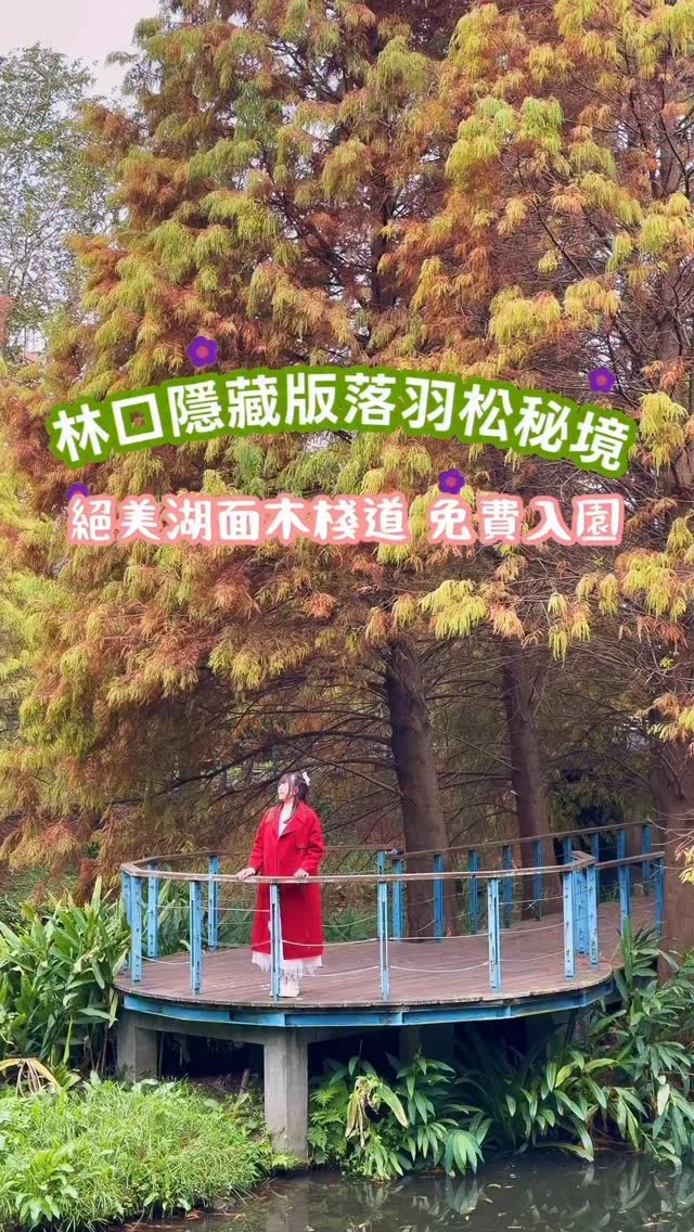 冬季限定水中落羽木棧道

林口長庚養生村園區內植栽豐富、生態多元，冬季限定的落羽松秘境就藏身其中，位於園區一隅的【落羽松公園】。這裡雖然不大，卻是一處小而美、走進來便令人驚豔的景點。

湖面波光輕輕蕩漾，一株株高大的落羽松沿岸挺立，暖色調的松葉恣意張揚，由綠轉紅、再至褐色的漸層色彩，在湖畔交織出專屬於冬日的溫柔色調。

最迷人的，莫過於湖面上的木棧道。緩步走在其間，兩側高聳的落羽松將人溫柔包圍，前方豁然開朗，是一整片湖光粼粼的景致。落羽松與天空的身影倒映在湖面上，靜靜流動著，是一眼便讓人怦然心動的美麗。

這天與朋友驅車前來，雖然天色陰鬱，卻絲毫不減落羽松的色彩與魅力。園區範圍不大，卻幾乎每個角度都值得駐足細看。少了人潮的喧囂，多了一份靜謐，讓人不知不覺間沉浸其中，按下快門，也忘了時間的流逝。

拍攝日:2026/1/7

📍林口長庚養生村 景點資訊
園區入口:桃園市龜山區長青路2號
落羽松公園
附近有停車場
公車路線:可搭到【林口長庚醫院站】轉桃客公車 5057（或 5057B）路線
搭乘公車（如 5057）到 長庚醫院站／護理之家／養生村站

#林口
#林口落羽松