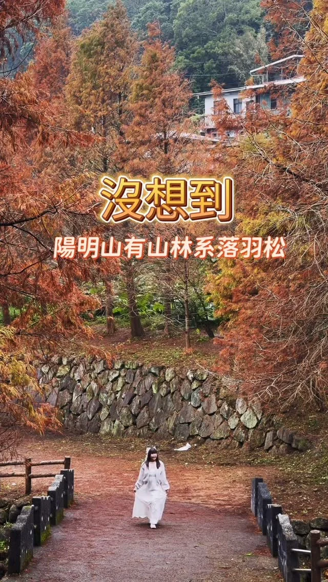 台北山林系落羽松秘境
搭乘公車就能到

沿著永公路鋪展而開，約300株落羽松在冬季轉為溫暖的橘紅、金褐色調，層層交織，S形蜿蜒山徑被落羽松包圍，是冬季限定的秘境。

這片冬季限定的落羽松秘境，睽違兩年終於重新開啟，這裡搭乘公車就能抵達，踩著鬆軟的松針山徑，走進這座連綿的落羽松林帶，每一個轉角雨勢也都讓人怦然，整座落羽松步道雖然不長，但多層次的落羽松讓攝影人不禁一再停下腳步拍下最美的瞬間，這裡的坡道平緩好走，很適合來這裡散散步。

公車路線:
1.捷運站【劍潭站】或是【士林站】下車，轉搭公車【小16】到【下菁礐】或是【永公路500巷】
2.轉搭公車【303】到【興農橋】
小16公車班次不多，建議早點出發，去程可搭乘小16公車，回程建議到興農橋搭乘303公車返回劍潭站，或到周邊景點。

#陽明山
#永公路落羽松