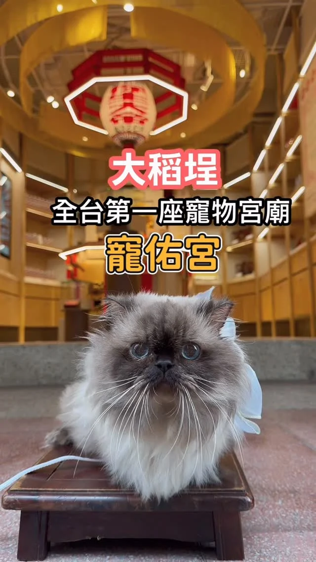 全台第一間「寵物宮廟」就在大稻埕。
這裡主祀保生大帝——醫神，專門庇佑眾生健康，也為毛小孩守住平安。

二、三樓還供奉觀音佛祖等諸多神明，空間安靜而莊嚴。這天來參拜時，剛好遇見創辦人，才知道這裡叫做「大稻埕籌備處」，是因為未來在宜蘭，會興建一座更大、更完整的「寵佑宮」。而大稻埕，就是這一切的起點。

寵佑宮結合宮廟與文創，不只能博筊、解籤，還能為毛孩點燈、請平安符，儀式感滿滿卻不老派。

我最推薦的是三樓點燈。
點完之後，在點燈區域就能看到那盞為毛孩而亮的燈，閃閃發亮，上面清楚寫著毛孩與飼主的名字，感覺我們的心意被神明溫柔接住了。

平安符造型別緻、寓意不同，很值得收藏；平安水也很神奇，我家平常很晚才睡的貓，用平安水擦拭後，不到晚上十點就呼呼大睡。

最可愛的是，這裡還有虎爺陪伴的「寵物博筊區」，毛孩也能自己博筊求籤，籤詩用蓋章方式取籤，整個過程又可愛又有儀式感。

寵佑宮不只是宮廟，把信仰、儀式與創意生活融合的空間。
很推薦帶毛小孩來這裡走走。

📍寵佑宮 @cho.yuu.temple 
🚃北門站3號出口
地址：3臺北市大同區貴德街57-2號
開放時間：9:00-21:00
#寵佑宮 #大稻埕