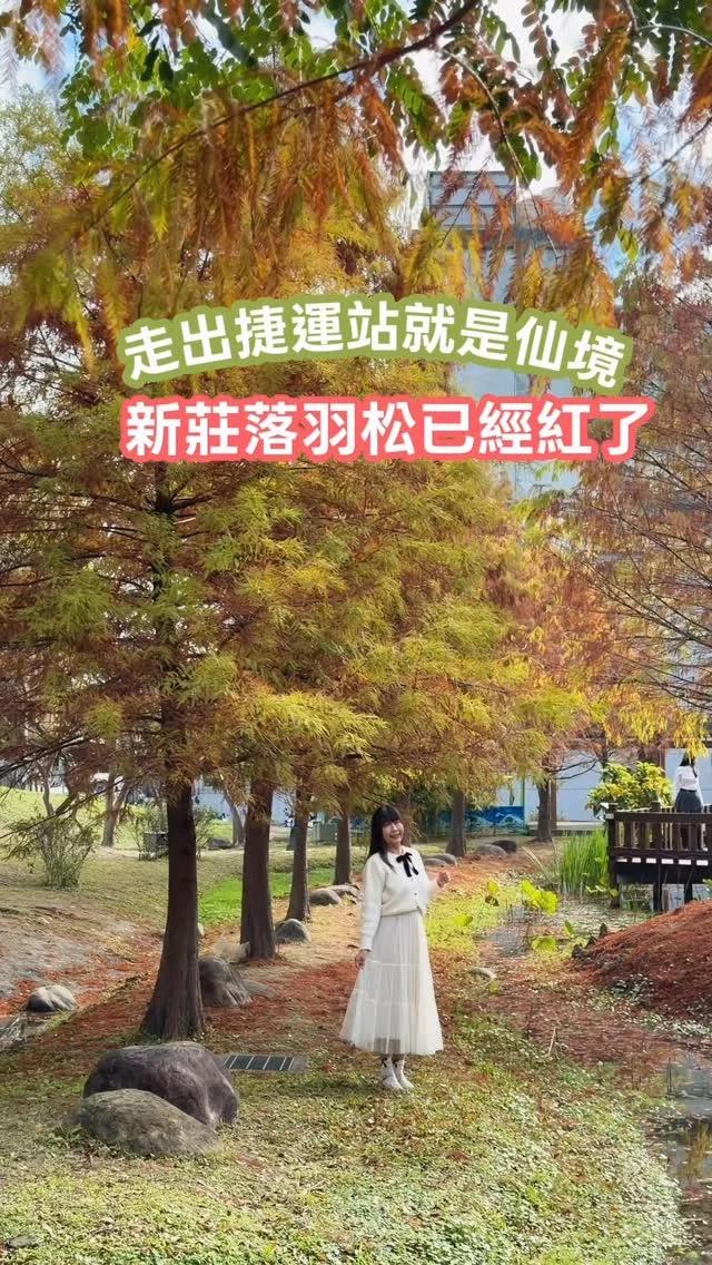 走出捷運站就是仙境
新莊最美落羽松正紅

新莊最美落羽松已經全數轉紅，現在正是最美的時刻，搭乘捷運走路三分鐘就到，把握好天氣來這裡散步。

📍頭前運動公園
🚃幸福站

#新莊
#新莊落羽松
#頭前運動公園