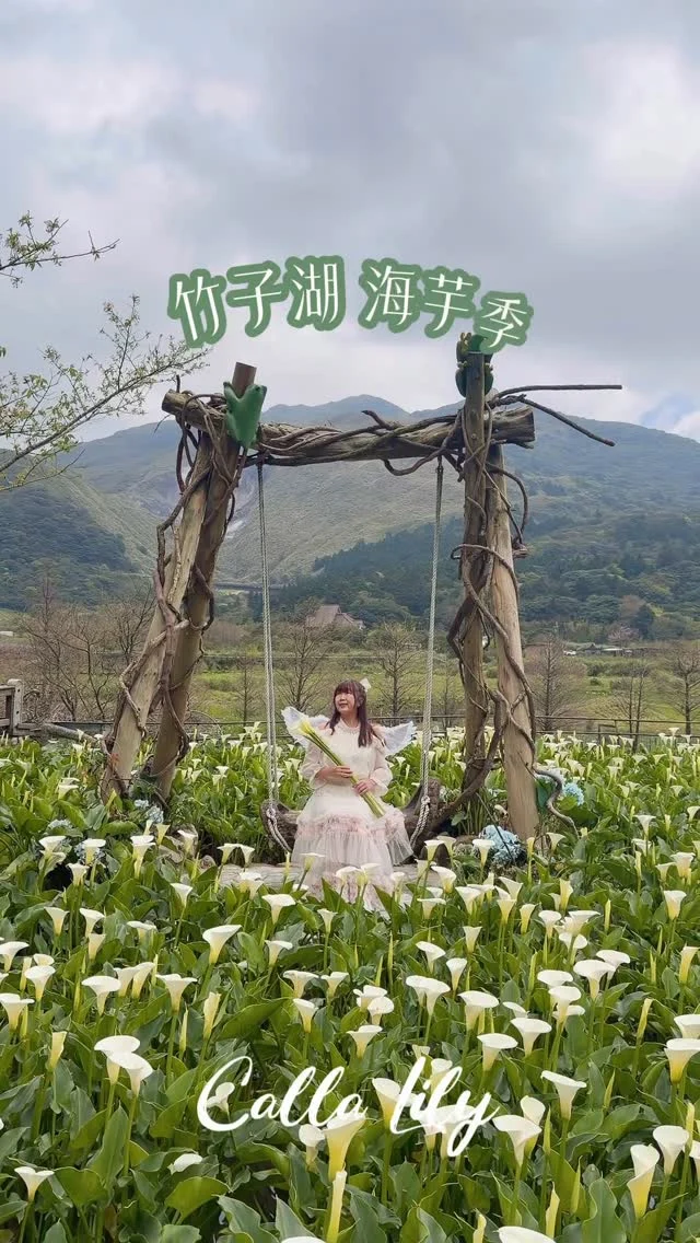 竹子湖仙境版海芋田
鞦韆樹屋遙望小油坑

每年3月-4月間，白色海芋便會漫開在竹子湖山坡上，滿山遍野的潔白海芋將整座山城妝點得像是仙境般，依傍著山巒溫柔地綻放最柔美的姿態。

海芋都開好了，等你們一起來。

海芋季：3/13-4/26
賞花日：2026/3/13

#竹子湖
#海芋季