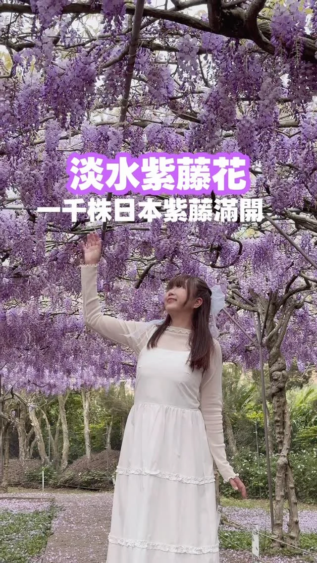 紫色瀑布垂墜千株紫藤花
一年只開放10天

目前進入花的盛開期

每年春季，正是紫藤花盛開的時節。全台最大的紫藤花園「淡水紫藤花園二號園區」，種植了上千株日本紫藤，園區占地遼闊，規劃出多個紫藤花海與夢幻隧道。

園內設計了多條拍照花徑，動線寬敞，即使遊客眾多，也不會互相干擾取景，讓人能自在地沉浸在花海之中。

紫藤花的花期短暫，一年僅盛開約十多天，更顯珍貴。建議一定要把握開園時間前來賞花。當滿天垂落的紫藤花串與鋪滿地面的紫色花瓣交織在一起，浪漫氛圍瀰漫整個園區，令人流連忘返。

🌸賞花日:2026/3/25

📍淡水紫藤花園 二號園區
地址:新北市淡水區忠寮里竹圍子五鄰9-1號(鄰近天元宮)
電話:02-2801-0800
開放日期:2026/3/20-2026/4/5
開放時間:08:15-17:00

門票:
二號園區花季收費方式
成人：350元、國小學童：200元
國小以下免收費、寵物：50元

大眾運輸資訊:
社區巴士：f102 口湖子橋下車（淡水站發車班次不多)
公車(捷運淡水站搭乘）：班次：866、875、876、877，天元宮賞櫻專車
公車站：天元宮站或前一站,7-11對面巷子直走步行約18-20分鐘抵達。
公車下車後不想久走也可搭乘自費共乘接駁車:
接駁站地址：淡水區北新路三段20號
（計程接駁車單程50元往返本園區,有標示為”紫藤專車”）來回都有接駁計程車可以搭乘。

建議直接搭乘計程車:紅樹林.淡水站出發,費用約230-270元